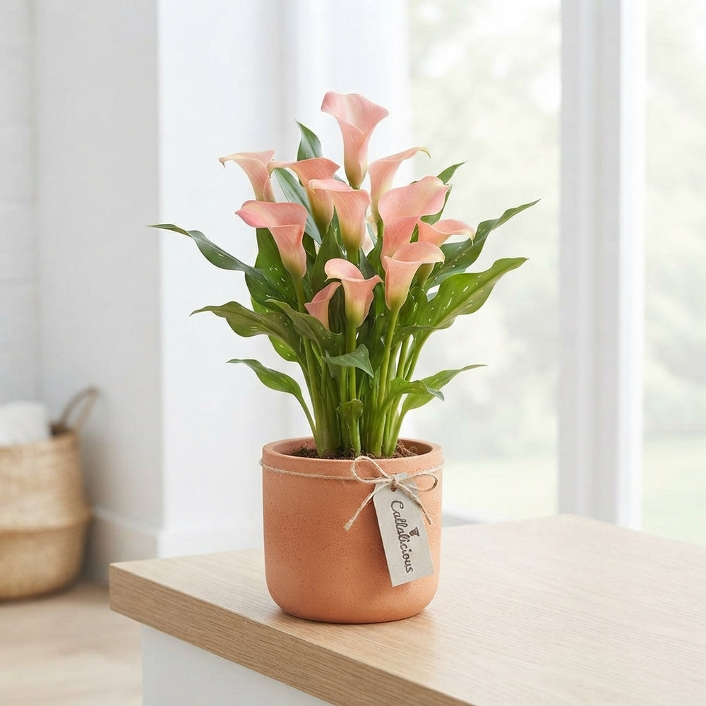 Peach and Pink Zantedeschia Calla Lily – 12cm Pot