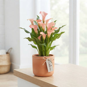 Peach and Pink Zantedeschia Calla Lily – 12cm Pot