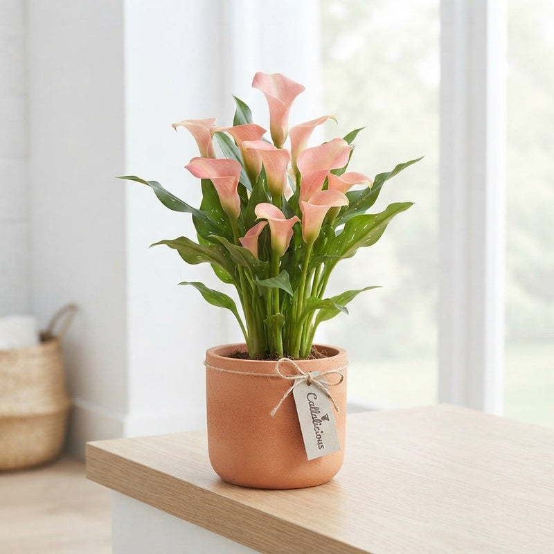 Peach and Pink Zantedeschia Calla Lily – 12cm Pot