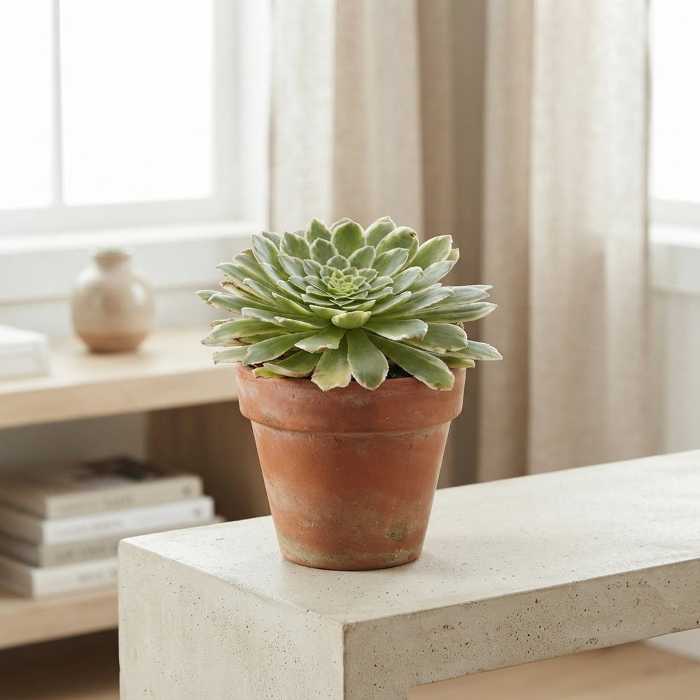 Variegated Aeonium tabuliforme – 8.5cm Pot