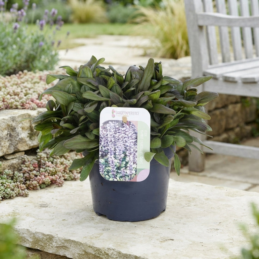 Ajuga ‘Rep Chocolate Chips’ – 13cm Pot