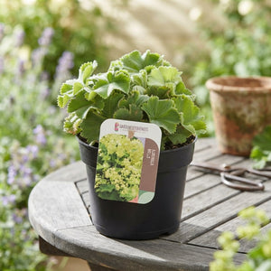 Lady's Mantle (Alchemilla mollis) – 13cm Pot
