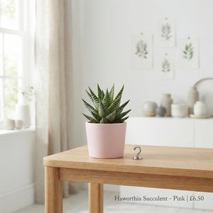 Mixed Aloe and Haworthia Succulent – 5.5cm Pot