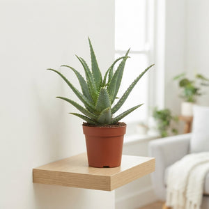 Aloe Arborescens – 12cm Pot, Approx. 20cm High
