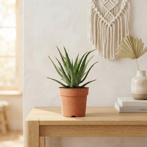 Aloe Arborescens – 17cm Pot, 35cm High