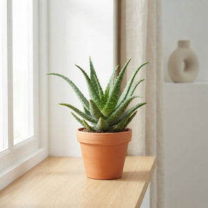 Aloe arborescens – 10.5cm Pot
