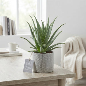 Aloe arborescens in Gaia Ceramic Pot – 13cm
