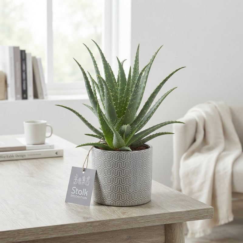 Aloe arborescens in Gaia Ceramic Pot – 13cm