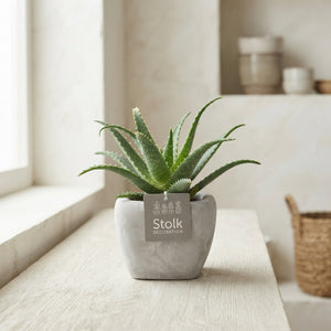 Aloe arborescens – 11cm Ceramic Stone Pot