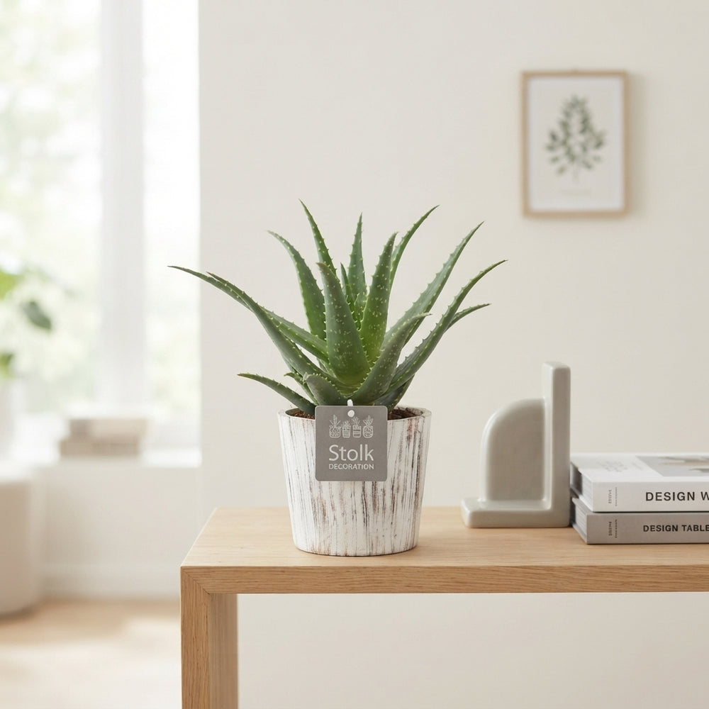 Aloe arborescens ‘Wood White’ – 13cm Pot