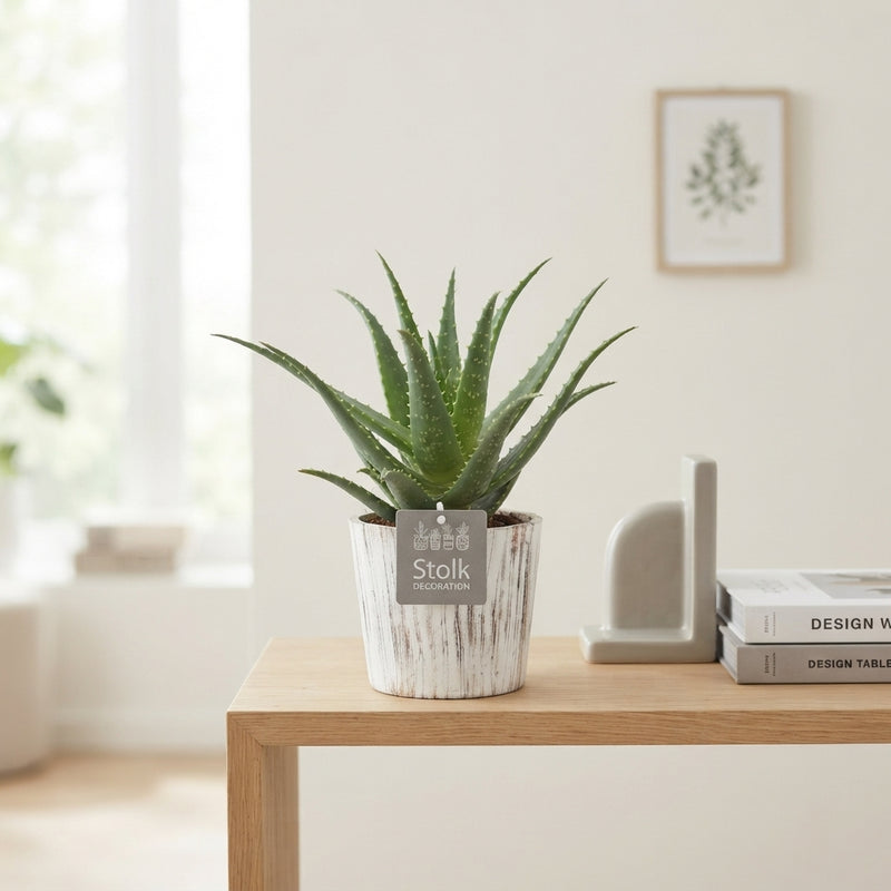 Aloe arborescens ‘Wood White’ – 13cm Pot