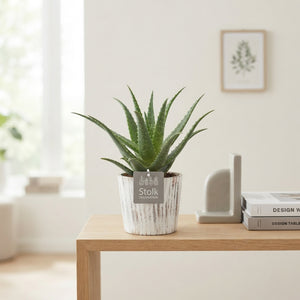 Aloe arborescens ‘Wood White’ – 13cm Pot