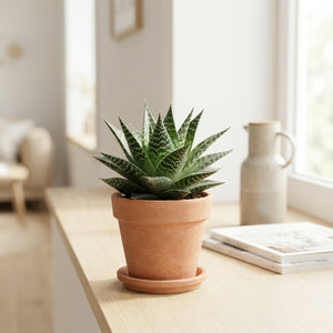 Aloe ‘Norra’ – 8.5cm Pot