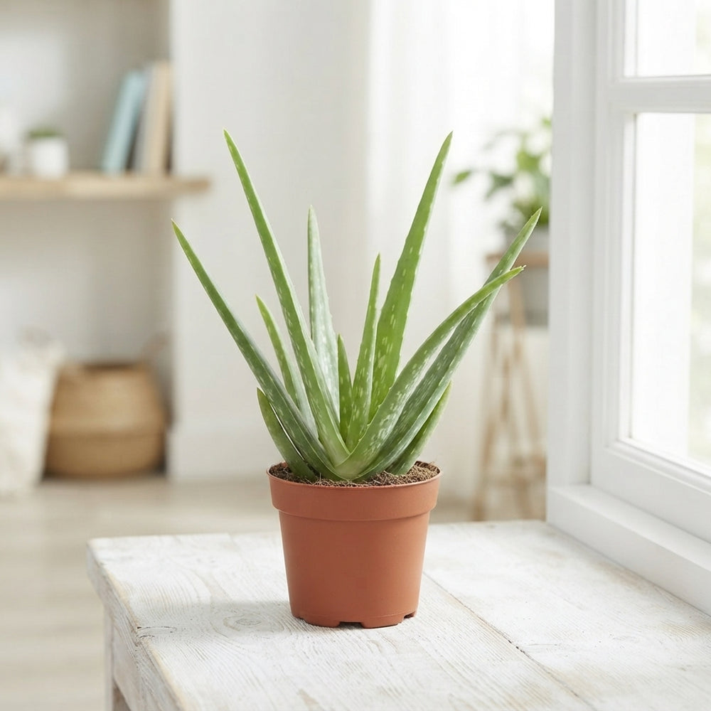 Aloe Vera – 12cm Pot, Approx. 35cm High