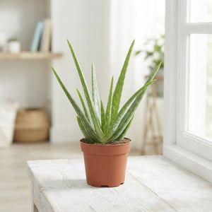Aloe Vera – 12cm Pot, Approx. 35cm High