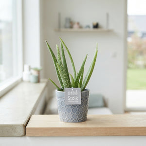 Aloe Vera Plant in Ceramic Pot – 13cm