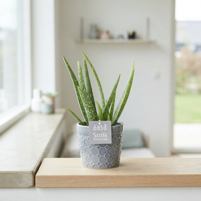 Aloe Vera Plant in Ceramic Pot – 13cm