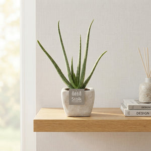 Aloe Vera in Square Stone-Effect Pot – 11cm