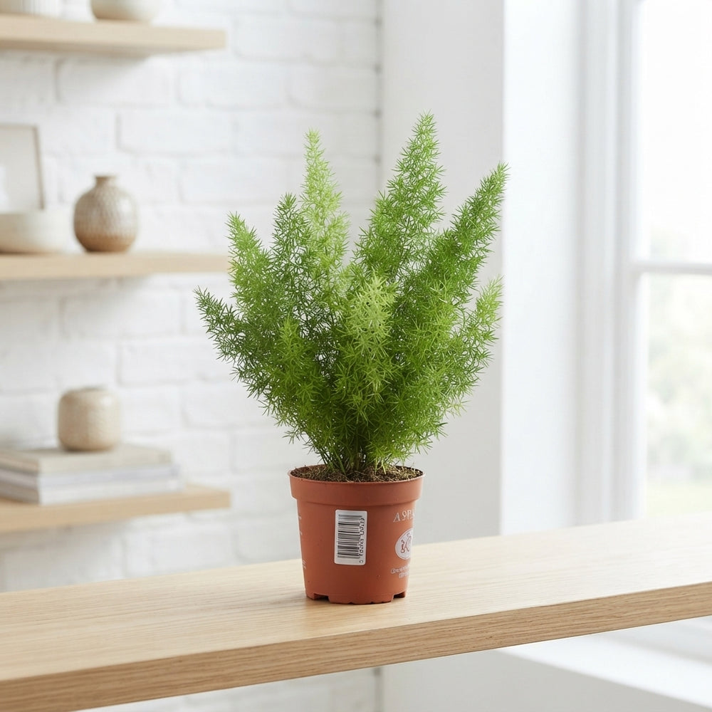 Asparagus Myers Fern – 12cm Pot, Approx. 30cm High