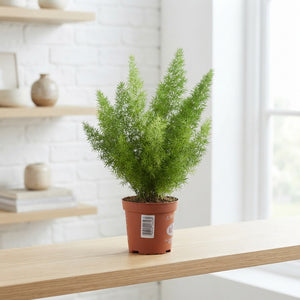 Asparagus Myers Fern – 12cm Pot, Approx. 30cm High