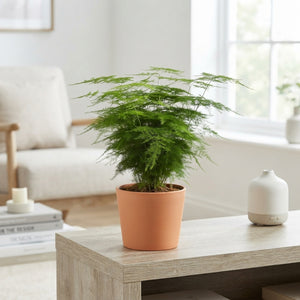 Asparagus Fern ‘Plumosus’ – 13cm Pot