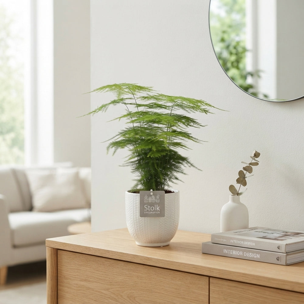 Asparagus Fern (Asparagus setaceus) – 13cm Stone-Effect Pot