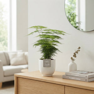 Asparagus Fern (Asparagus setaceus) – 13cm Stone-Effect Pot