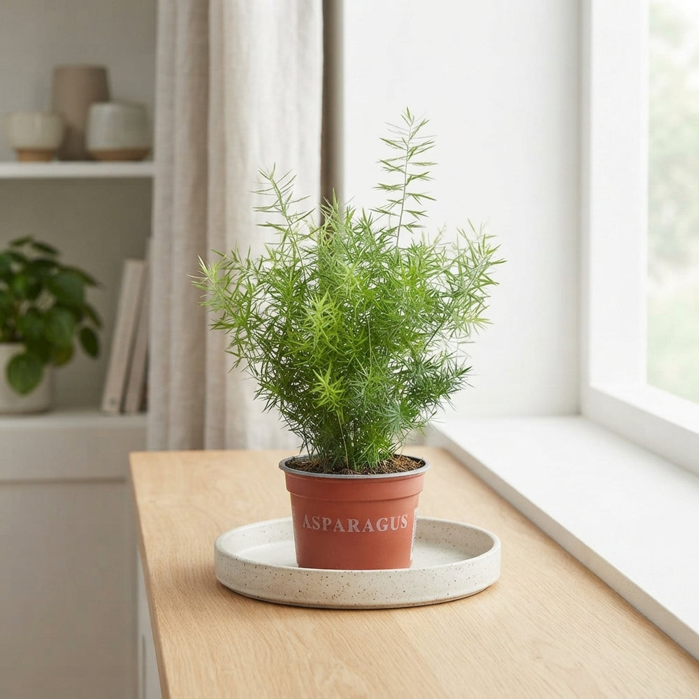 Asparagus Fern (Asparagus densiflorus) – 12cm Pot