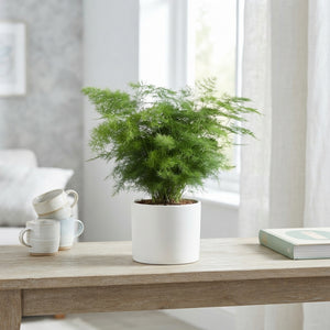 Asparagus Fern (Asparagus umbellatus) – 12cm Pot