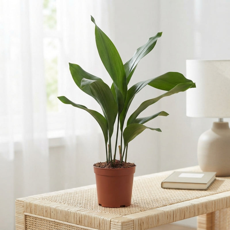 Cast Iron Plant (Aspidistra elatior) – 14cm Pot