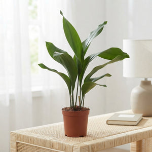 Cast Iron Plant (Aspidistra elatior) – 14cm Pot