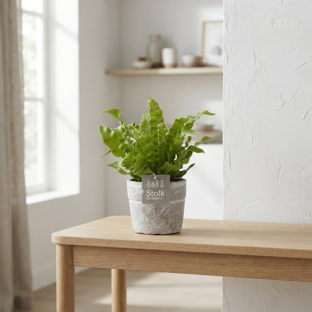 Crispy Wave Fern (Asplenium) – 13cm Stone-Look Pot
