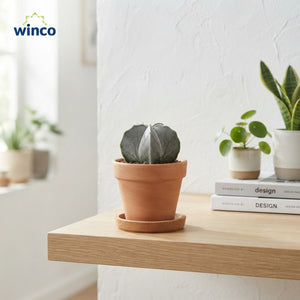 Astrophytum Myriostigma Cactus – 8.5cm Pot