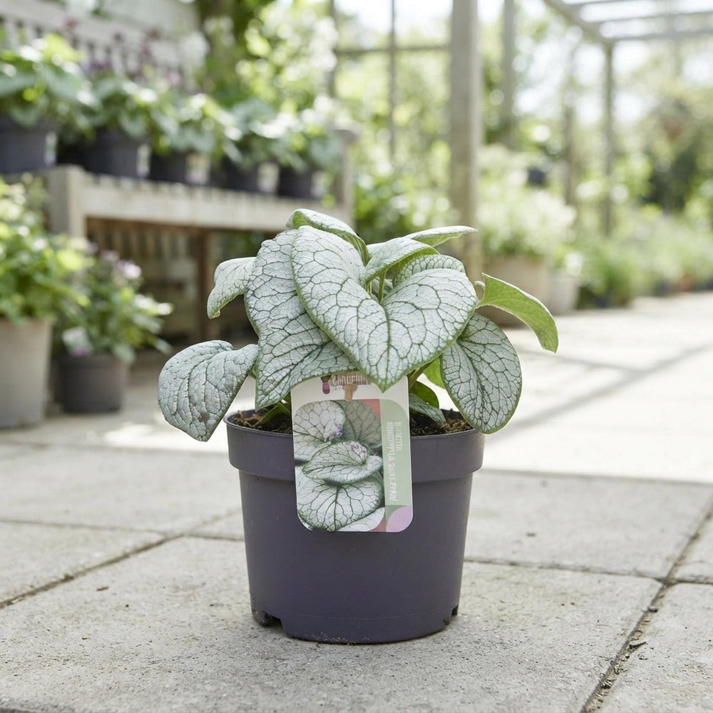 Brunnera ‘Silver Spear’ – 17cm Pot
