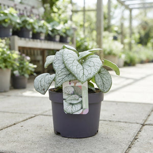Brunnera ‘Silver Spear’ – 17cm Pot