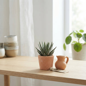 Mixed Cactus and Succulent Arrangement – 18cm Terracotta Pot