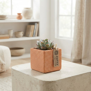 Mixed Cactus and Succulent Arrangement – 18cm Terracotta Pot