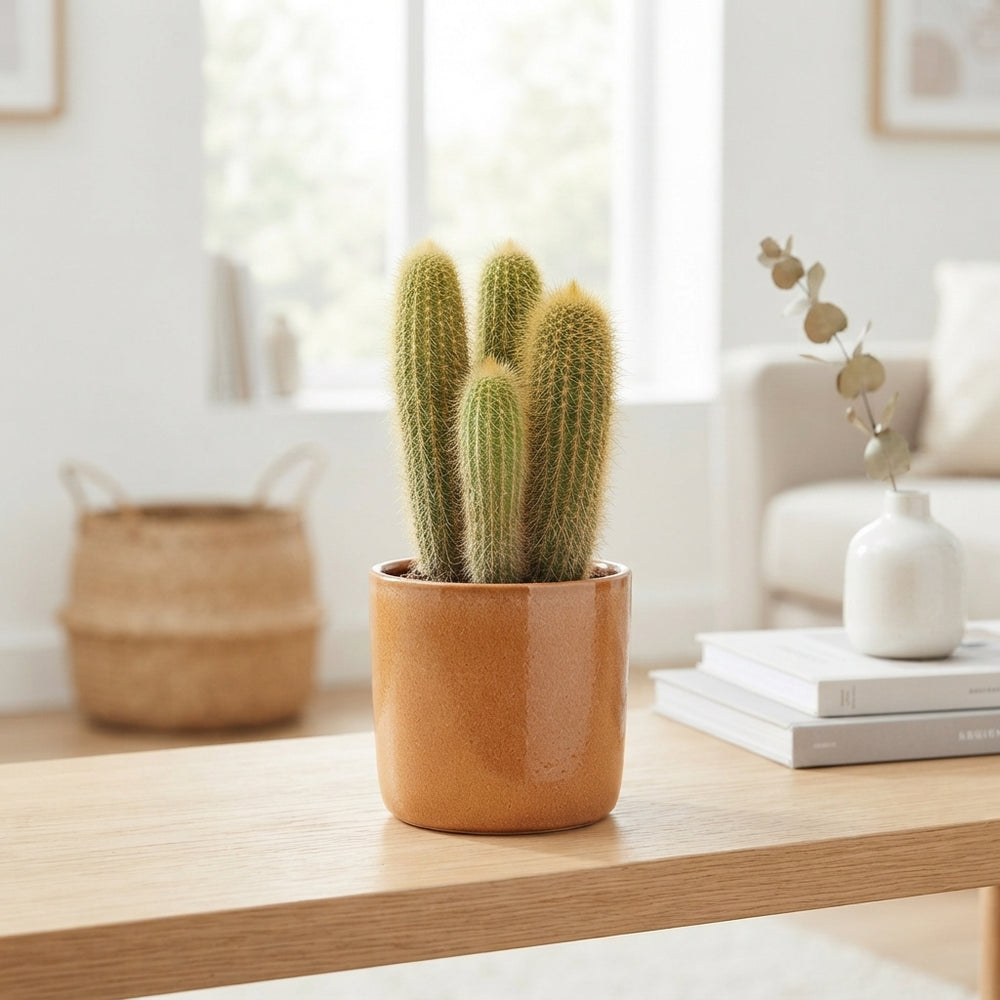 Mixed Cactus Collection – 17cm Pot, Approx. 40cm High
