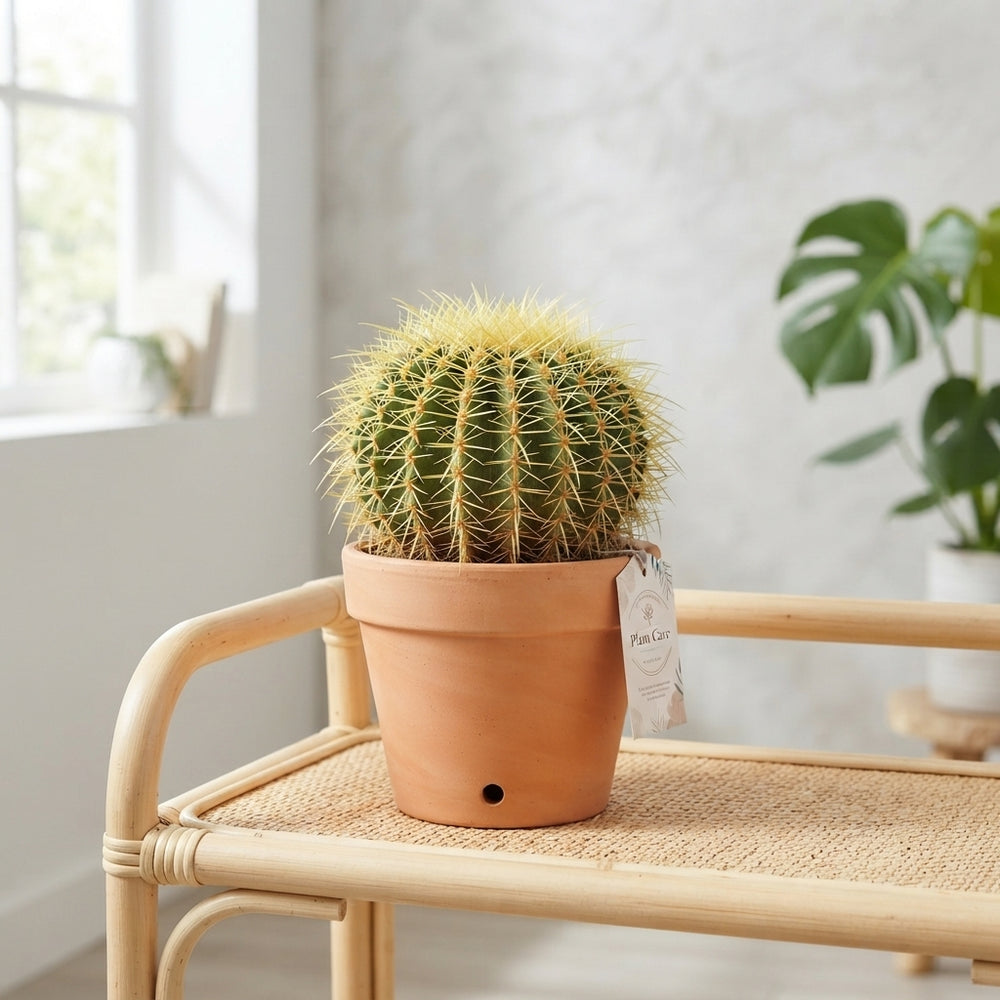 Mixed Cactus Collection – 12cm Pot
