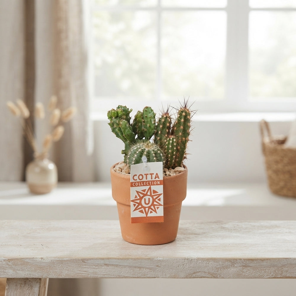 Mixed Cactus Arrangement in Terracotta Pot – 10cm