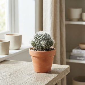 Mixed Cristata Cactus Collection – 8.5cm Pot