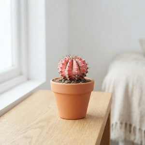 Mixed Cacti and Succulents – 8.5cm Pot