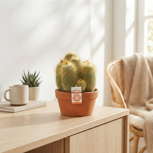 Mixed Cactus Collection in Terracotta Ceramic Pot – 20cm