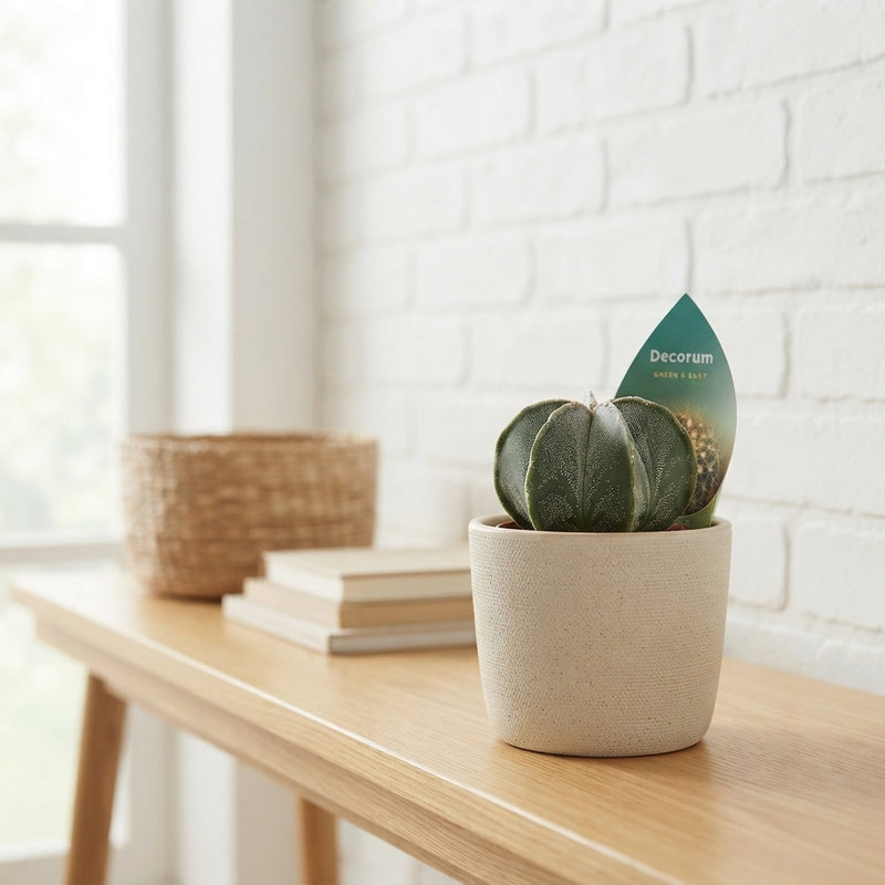 Mixed Cactus Collection – 8.5cm Pot