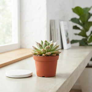 Mixed Echeveria Succulent – 8.5cm Pot
