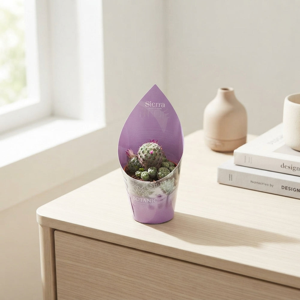 Mixed Cactus Surprise Collection – 8.5cm Pot