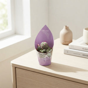 Mixed Cactus Surprise Collection – 8.5cm Pot