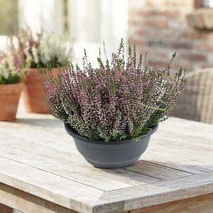 Garden Girls Heather Calluna vulgaris – 23cm Patio Bowl