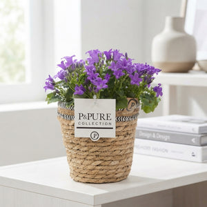 Mixed Campanula Basket – 15cm Pot