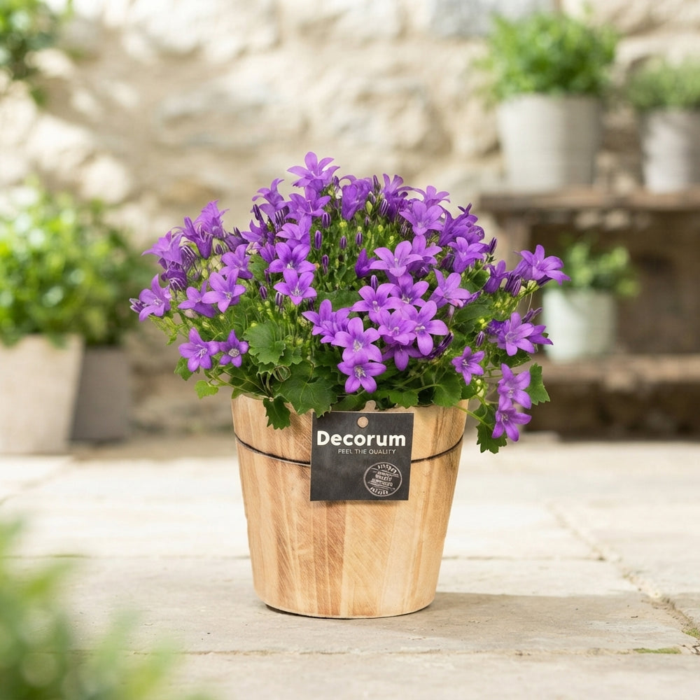 Mixed Campanula Garden Plant – 14cm Pot